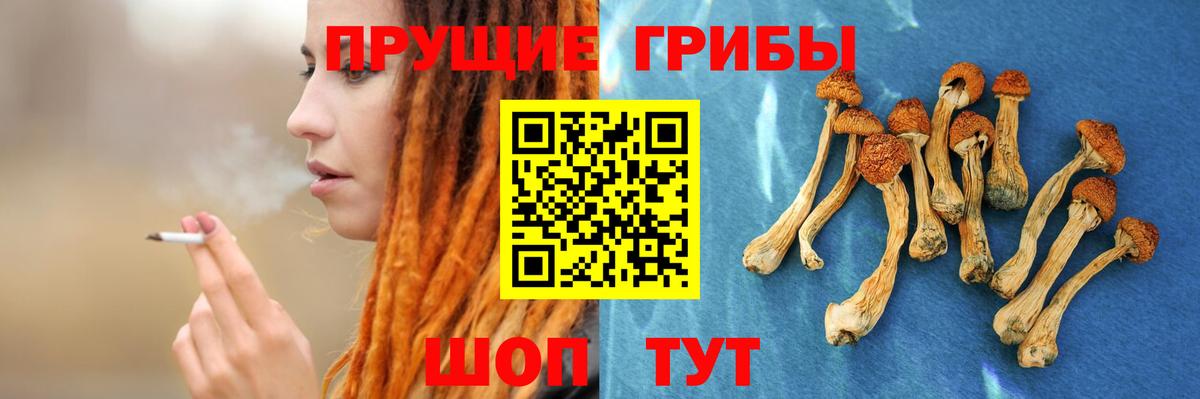 Псилоцибиновые грибы Psilocybine cubensis Димитровград